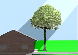 tree-blocking-sunlight